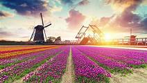 Dutch Countryside And Tulip Fields Tour