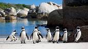 South Africa Cape Town, Cape Peninsula Full Day Tour