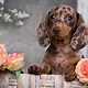 Find A Cute Teacup Puppy | View Our Happy Tails Online