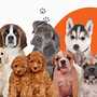 Cute Puppies For Sale | Adopt A Cute Puppy Today