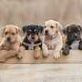 Cute Puppies For Sale Nea...