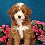 Puppies for Sale Under $500 | Puppies for Sale Near Me