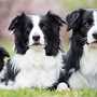 Border Collie Puppies For Sale | Border Collie Puppies