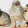 Valley Hatchery Day-Old Chicks | Top Quality Hatchery Chicks