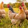 Pre-order Your Baby Chicks Now | Family-Owned Chick Hatchery