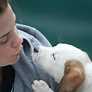 AKC Labrador Puppies For Sale | Labrador Retriever Puppies