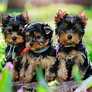 Petland Ohio | Gorgeous Puppies Available