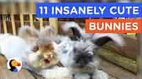 11 INSANELY CUTE BUNNIES : Bunny Video Compilation | The Dodo Best Of