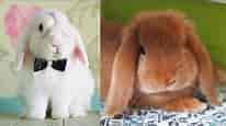 Bunnies being cute - Funny and Cute Baby Bunny Rabbit - Cute Baby animals