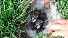 Baby Bunnies Found in Grass | Baby Bunnies | Bunny Nest
