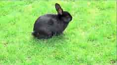 Black Bunny Rabbit, Walking Outside