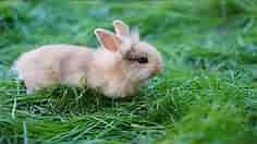 Cute rabbit relaxing in the grass. How cute! | Farm Life with Peter Baeten