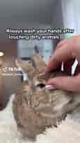 Funny and Cute Bunny Videos for Pet Lovers