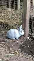 happy baby bunny binky (vertical short)