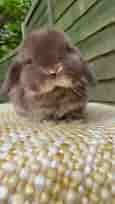 The cutest chocolate bunny 🤎🐰 #fyp #foryoupage #chocolate #bunny | Bunnies