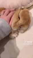 Baby Bunny Fainted - Cute Rabbit Video for Pet Lovers!