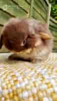 Cute Bunny Washing His Face (Rabbits)