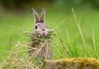 Image result for Cute Rabbit In Grass. Size: 144 x 100. Source: www.wallpaperflare.com
