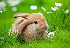 Image result for Cute Rabbit In Grass. Size: 144 x 100. Source: www.peakpx.com