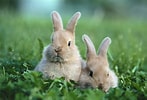 Image result for Cute Rabbit In Grass. Size: 147 x 100. Source: wall.alphacoders.com
