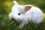 Image result for Cute Rabbit In Grass. Size: 146 x 100. Source: wallup.net
