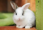 Image result for Show-me Cute Bunnies. Size: 143 x 100. Source: www.rd.com