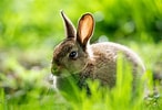 Image result for Cute Rabbit In Grass. Size: 146 x 100. Source: eskipaper.com