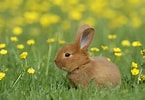 Image result for Show-me Cute Bunnies. Size: 145 x 100. Source: www.rd.com