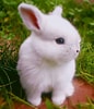 Image result for super Cute Baby Bunny. Size: 86 x 100. Source: www.pinterest.fr