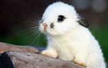 Image result for super Cute Baby Bunny. Size: 157 x 100. Source: wallpapercave.com