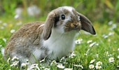Image result for Cute Rabbit In Grass. Size: 170 x 100. Source: www.hdwallpapers.in
