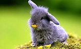 Image result for Cute Rabbit In Grass. Size: 163 x 100. Source: www.hdwallpapers.in