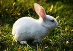 Image result for Cute Rabbit In Grass. Size: 144 x 100. Source: www.pexels.com