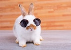 Image result for Show-me Cute Bunnies. Size: 143 x 100. Source: www.rd.com