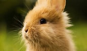 Image result for Show-me Cute Bunnies. Size: 171 x 100. Source: getwallpapers.com