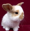 Image result for Show-me Cute Bunnies. Size: 98 x 102. Source: www.pinterest.com