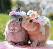 Image result for super Cute Baby Bunny. Size: 110 x 102. Source: www.pinterest.fr