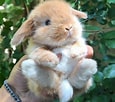 Image result for super Cute Baby Bunny. Size: 115 x 102. Source: www.pinterest.com