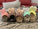 Image result for Show-me Cute Bunnies. Size: 136 x 102. Source: www.reddit.com