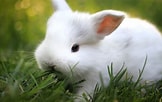 Image result for Show-me Cute Bunnies. Size: 162 x 102. Source: wallpapertag.com