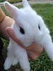 Image result for Show-me Cute Bunnies. Size: 76 x 102. Source: www.pinterest.co.uk