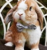 Image result for Show-me Cute Bunnies. Size: 95 x 102. Source: www.pinterest.com