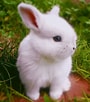 Image result for Show-me Cute Bunnies. Size: 90 x 102. Source: www.pinterest.fr