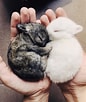 Image result for super Cute Baby Bunny. Size: 86 x 102. Source: www.pinterest.com