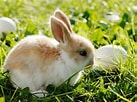 Image result for Show-me Cute Bunnies. Size: 137 x 102. Source: abcnews.go.com