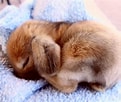 Image result for Show-me Cute Bunnies. Size: 121 x 102. Source: www.pinterest.com.mx