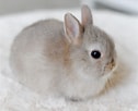 Image result for super Cute Baby Bunny. Size: 126 x 102. Source: www.pinterest.cl