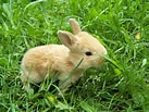 Image result for Cute Rabbit In Grass. Size: 137 x 103. Source: wall.alphacoders.com