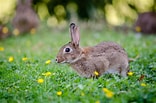 Image result for Cute Rabbit In Grass. Size: 156 x 103. Source: coolwallpapers.me
