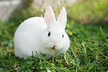 Image result for Cute Rabbit In Grass. Size: 155 x 103. Source: www.thesprucepets.com